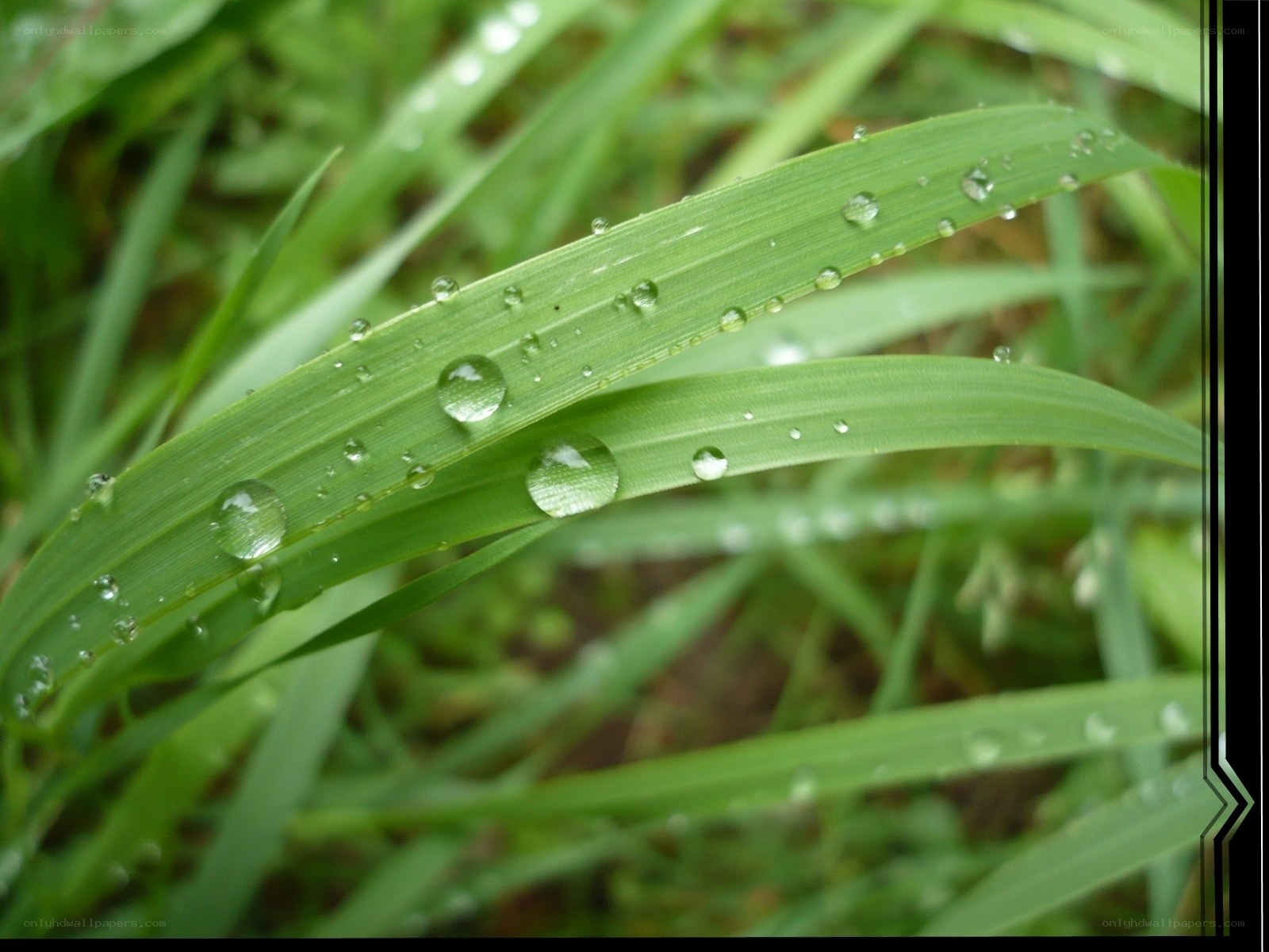 Dew on green grass