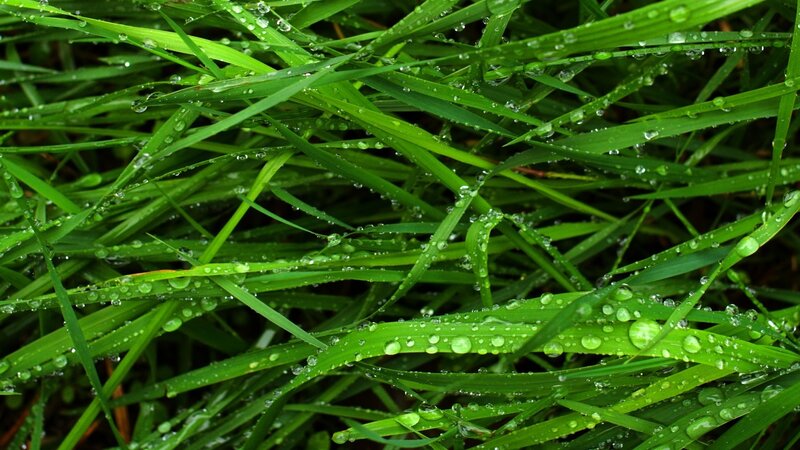 Dew on green grass