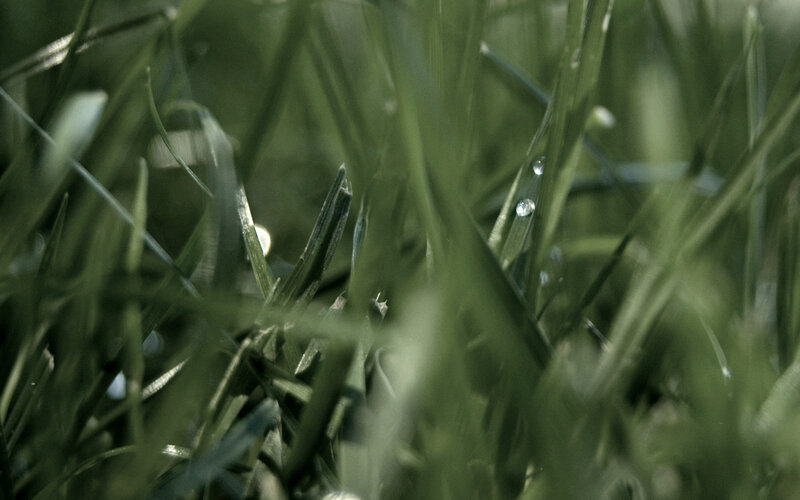 Dew on green grass