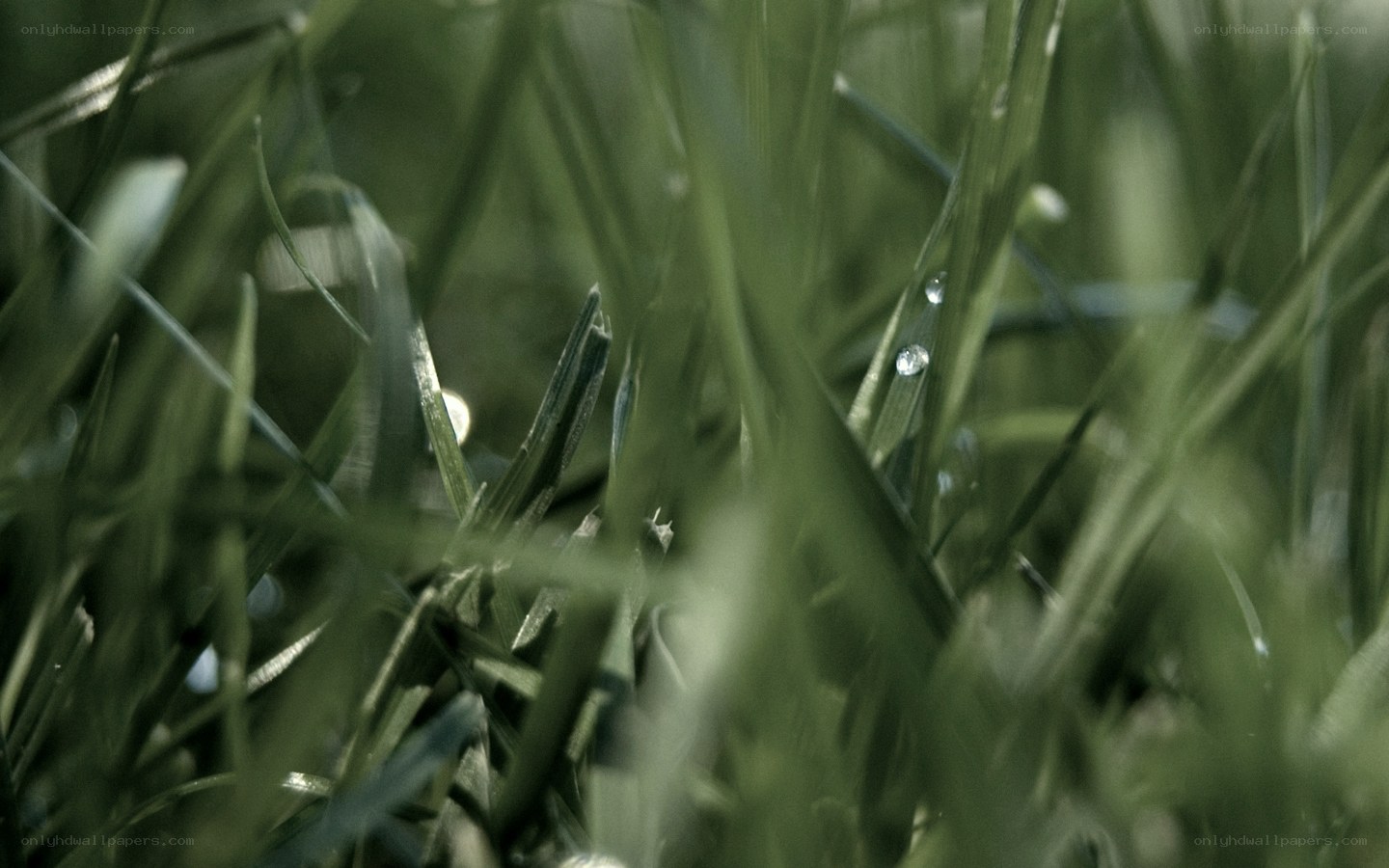 Dew on green grass