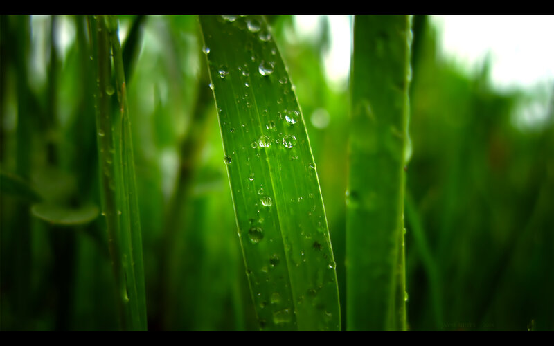 Dew on green grass