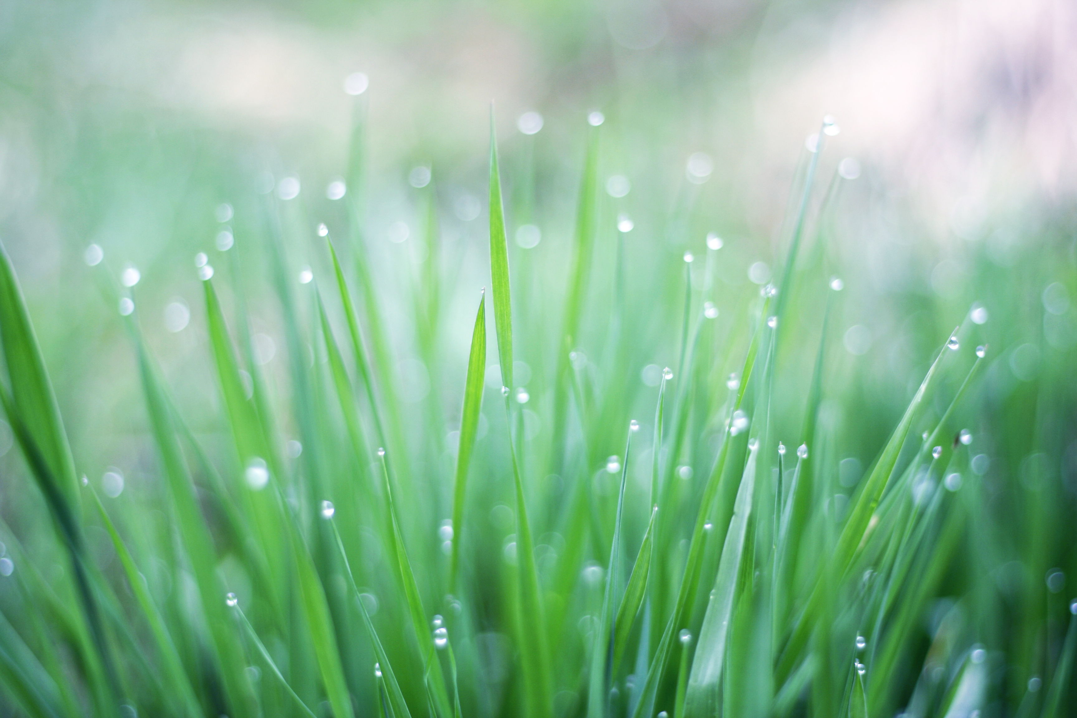 Dew on green grass