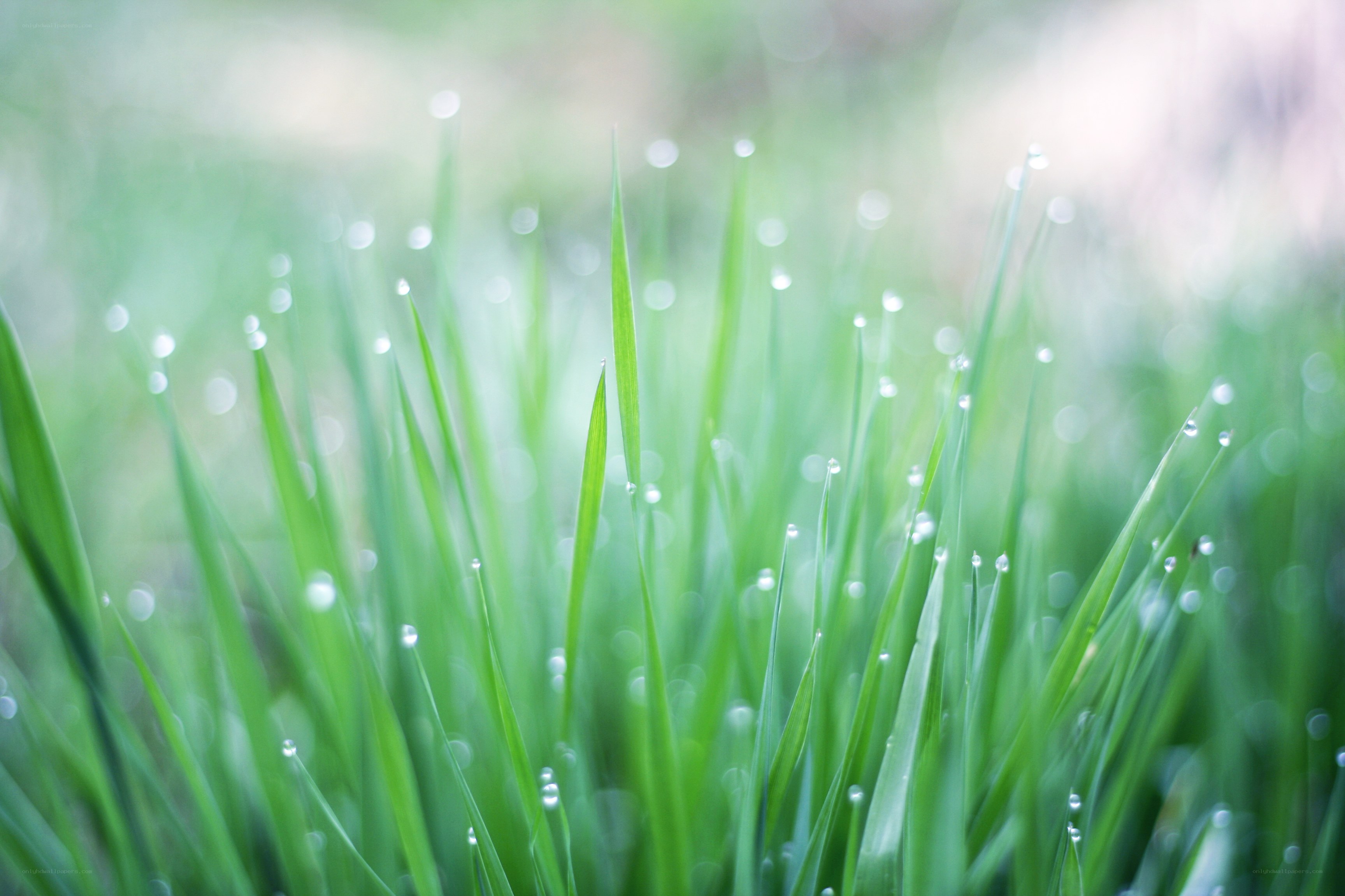 Dew on green grass