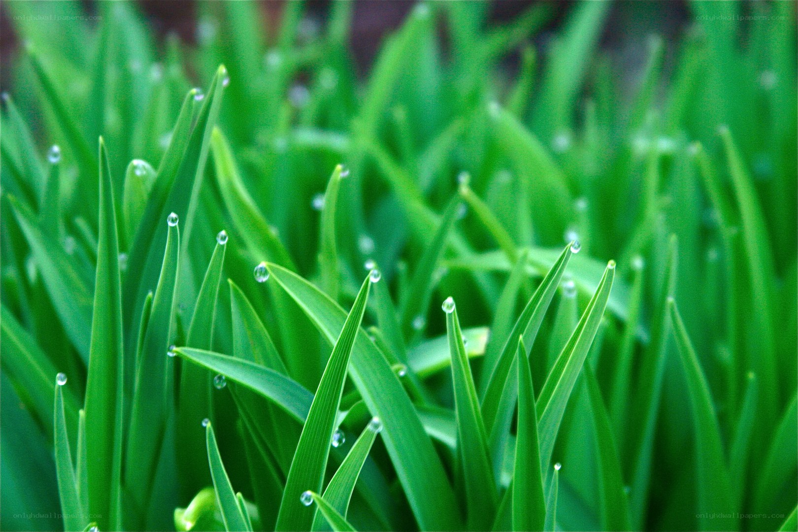 Dew on green grass