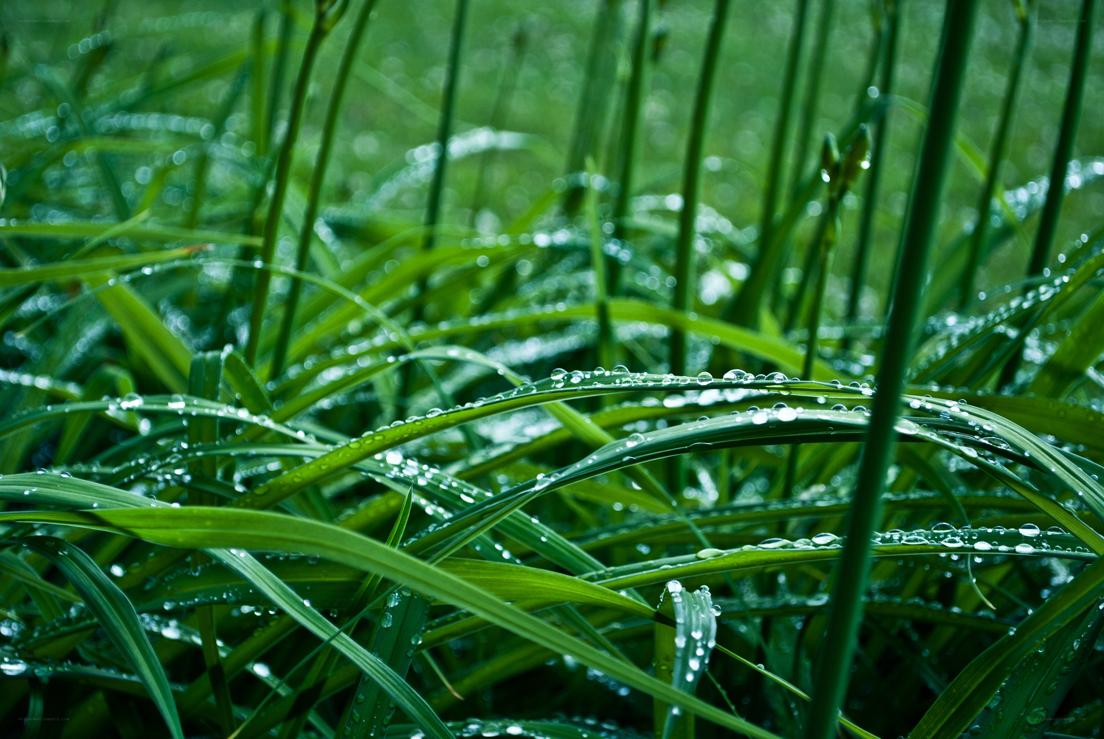 Dew on green grass