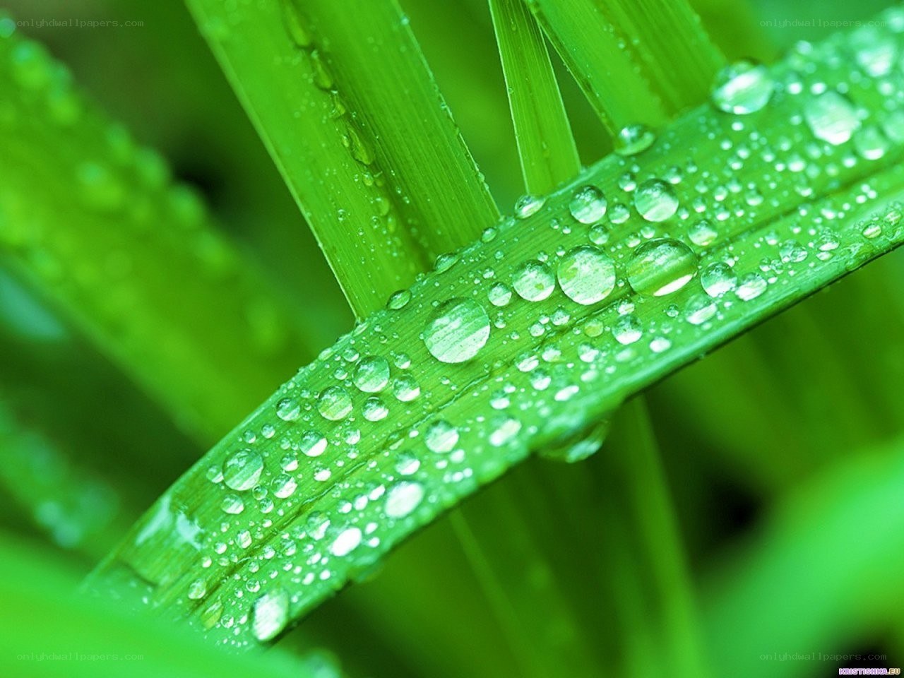 Dew on green grass