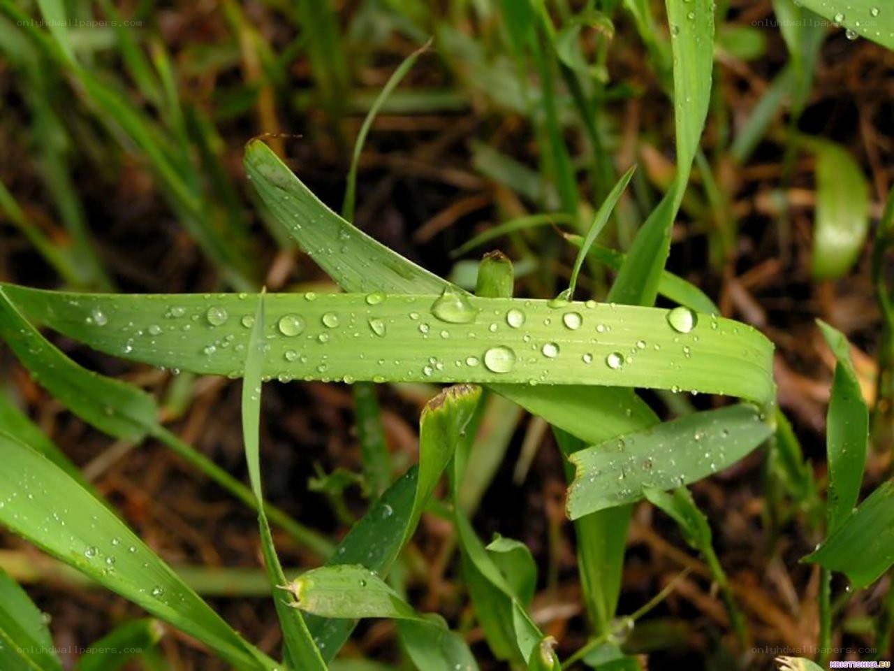 Dew on green grass