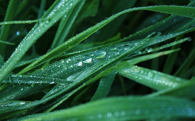Dew on green grass