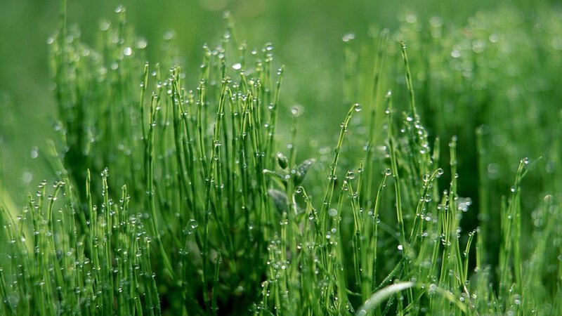 Dew on green grass