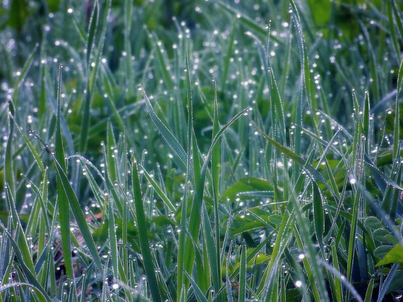 Dew on green grass