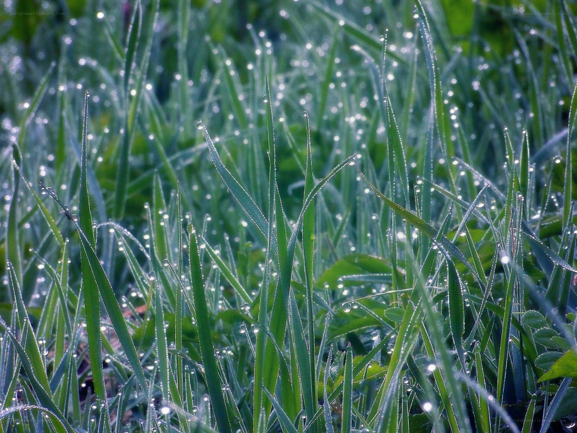 Dew on green grass