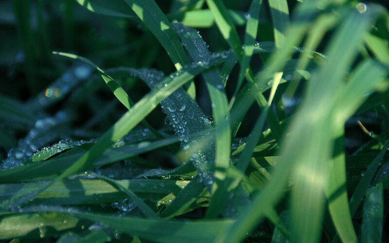 Dew on green grass