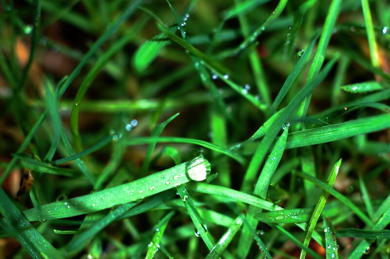 Dew on green grass