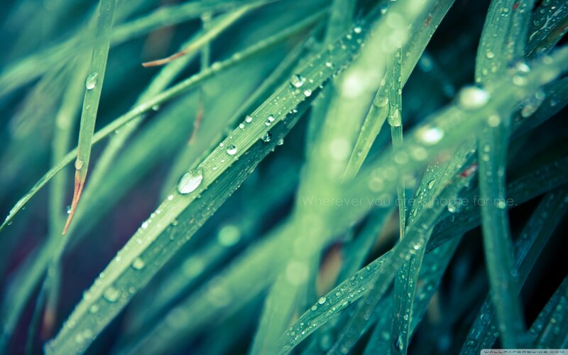 dew on green grass