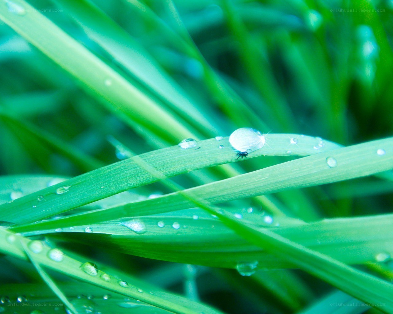 Dew on green grass