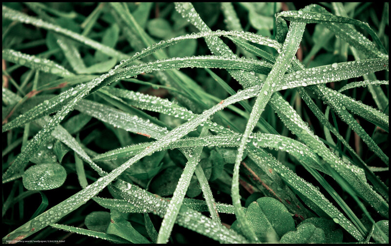 Dew on green grass
