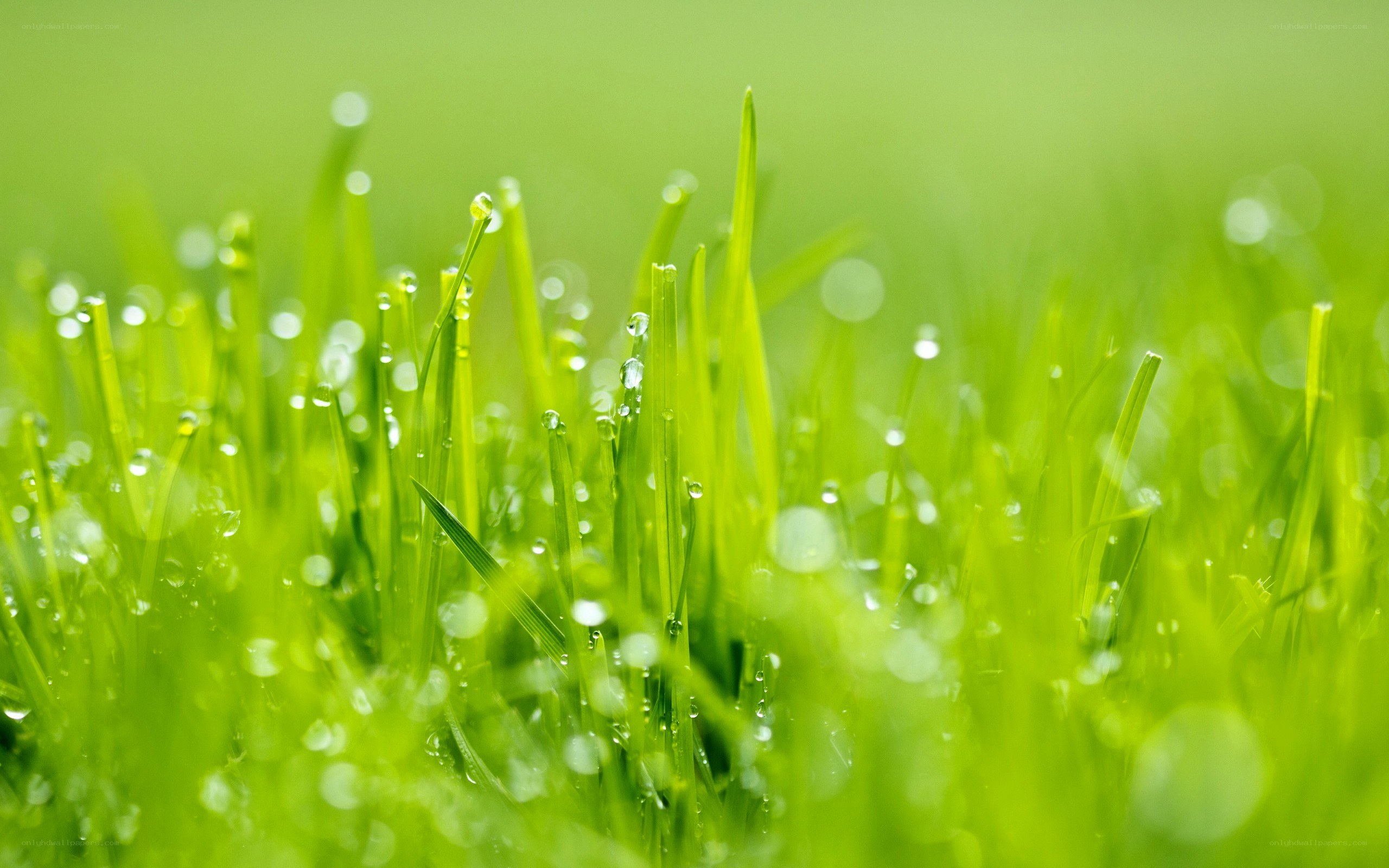 Dew on green grass