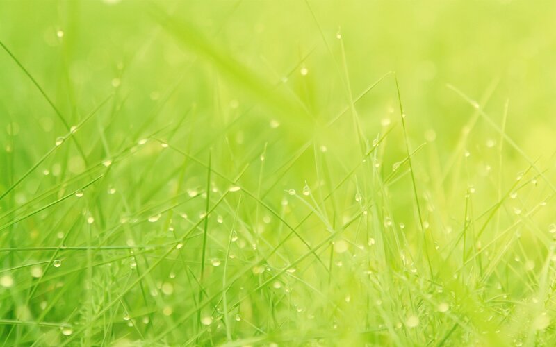 dew on green grass