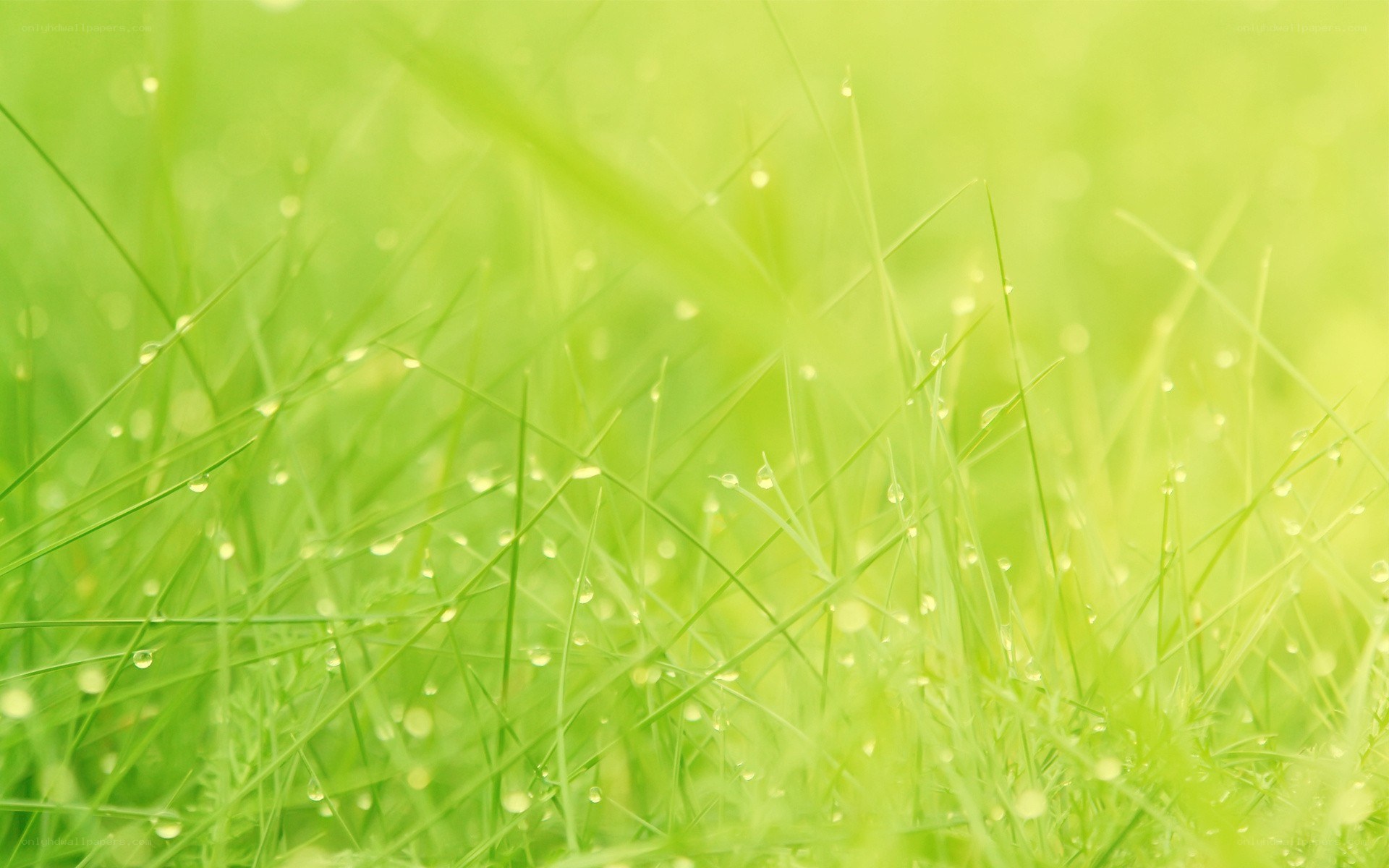 dew on green grass