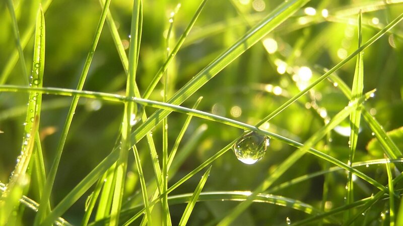 Dew on green grass