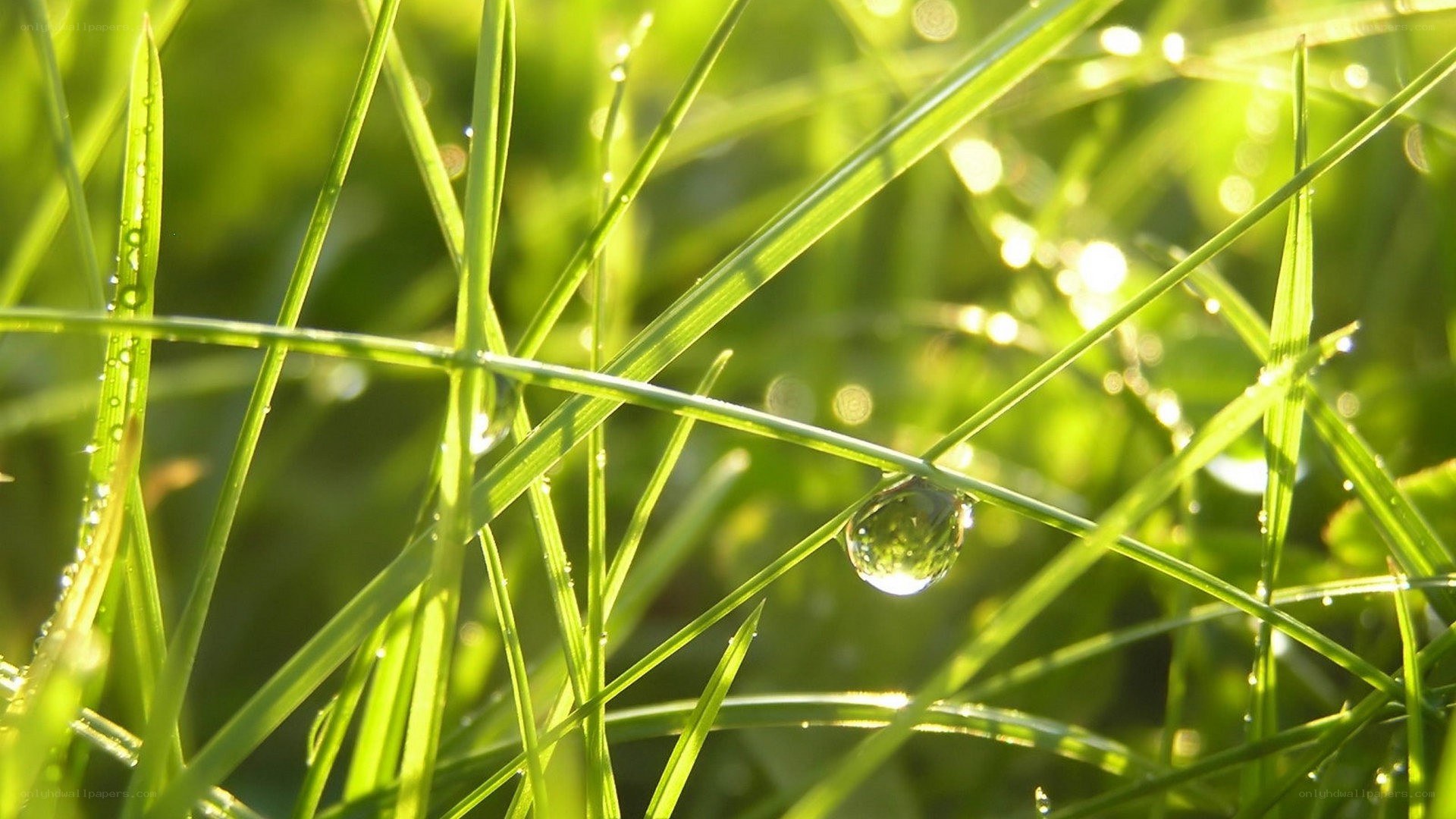 Dew on green grass