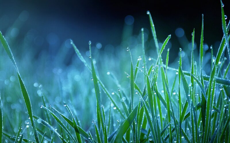Dew on green grass