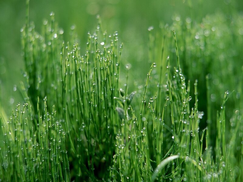 Dew on green grass