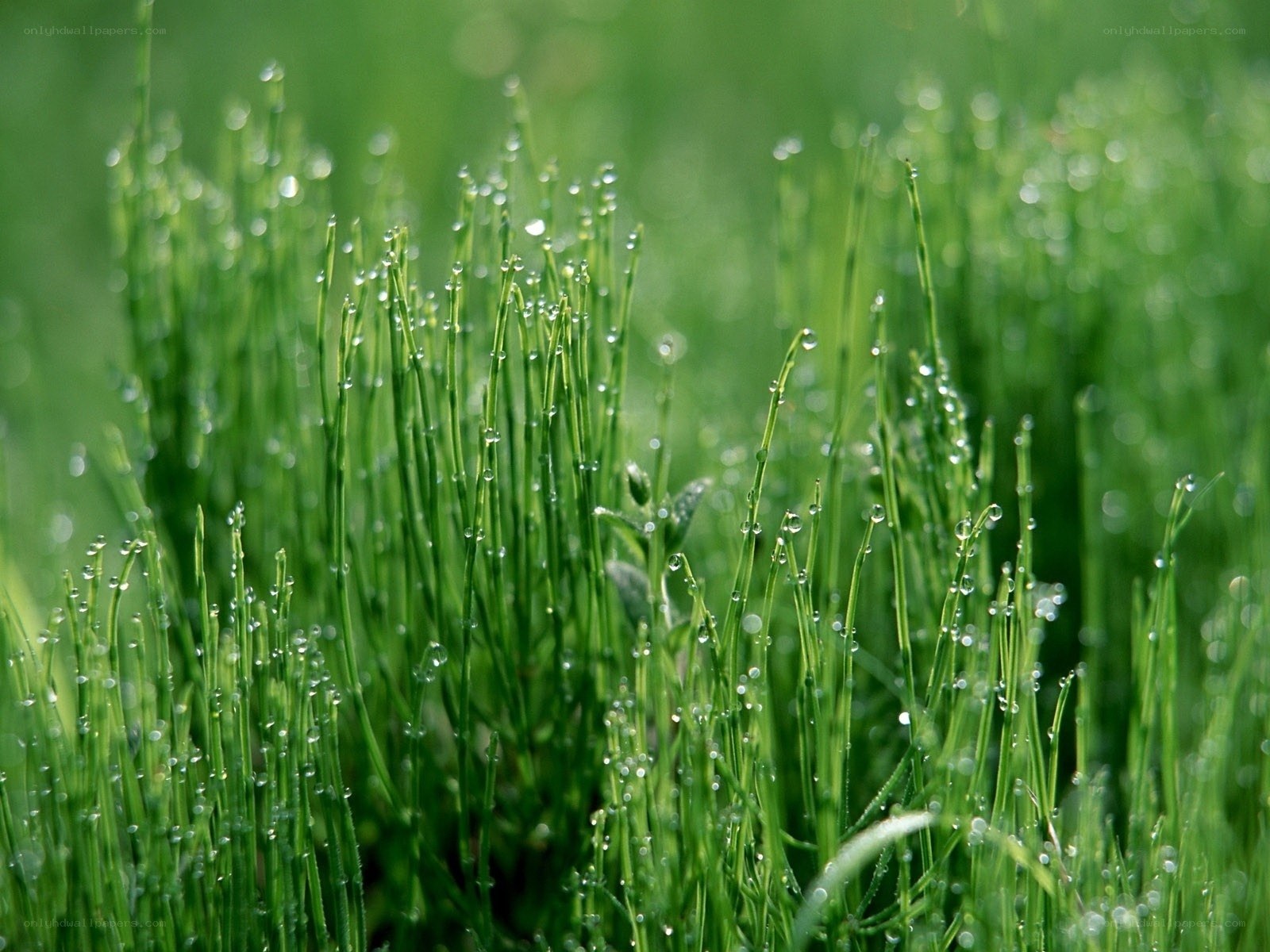 Dew on green grass