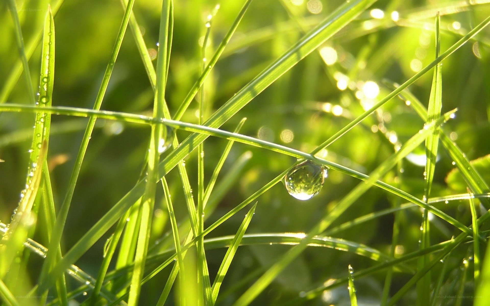 Dew on green grass