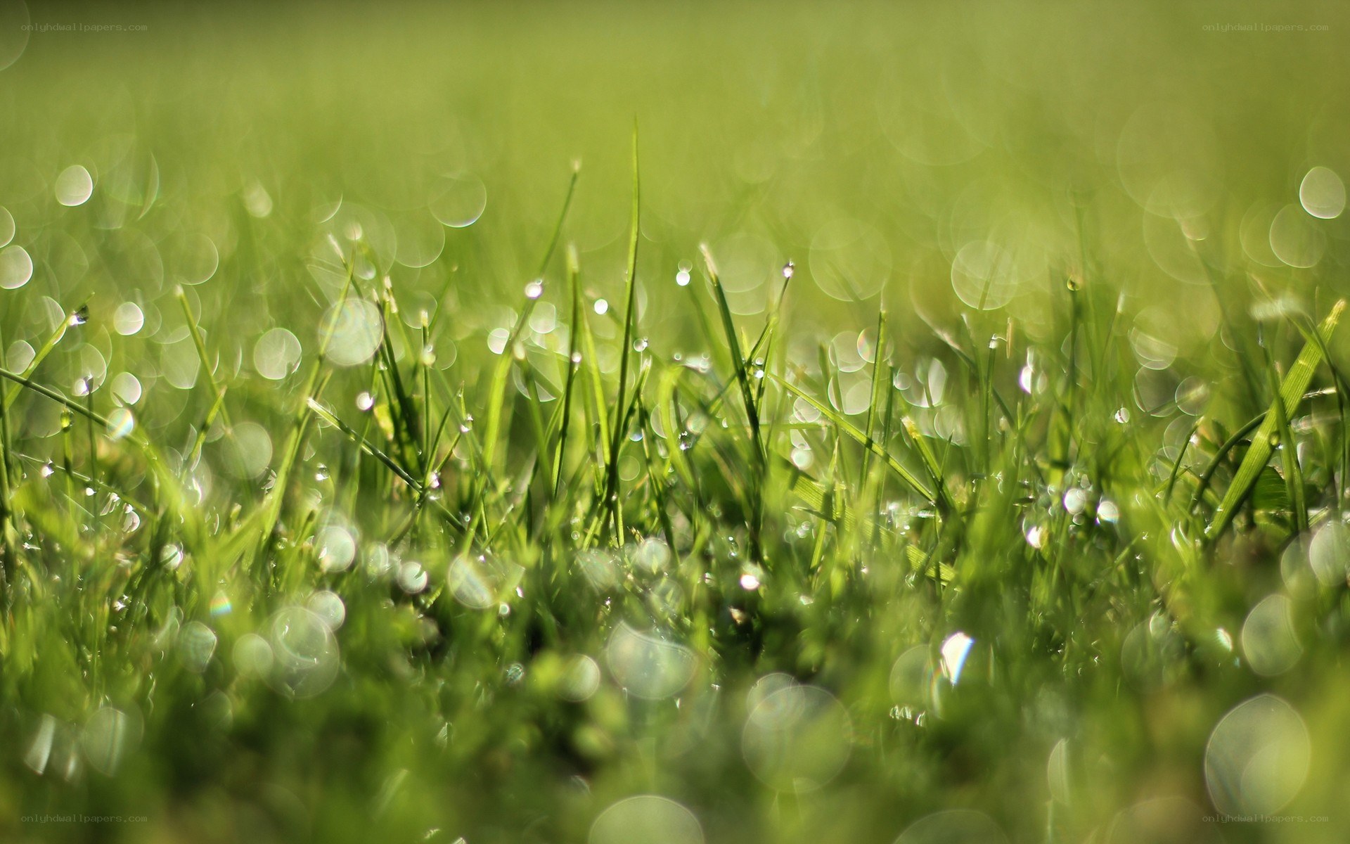 Dew on green grass