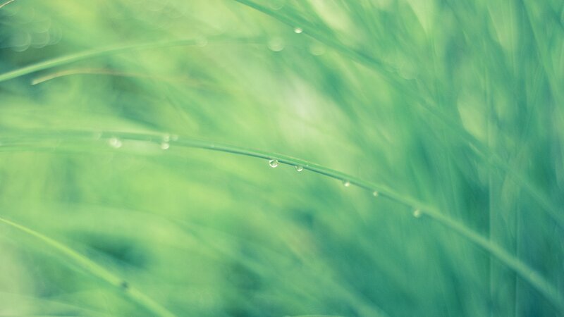 Dew on green grass