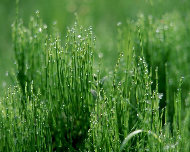 Dew on green grass