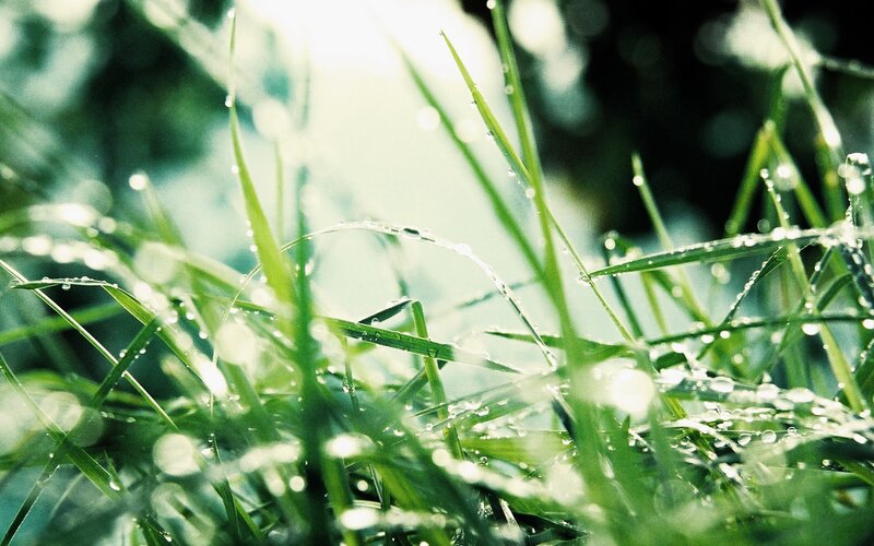 Dew on green grass