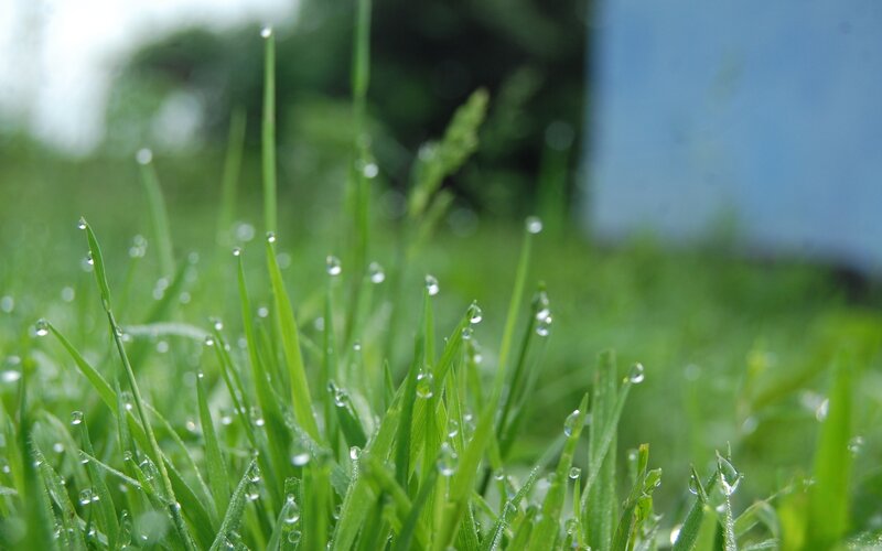 Dew on green grass