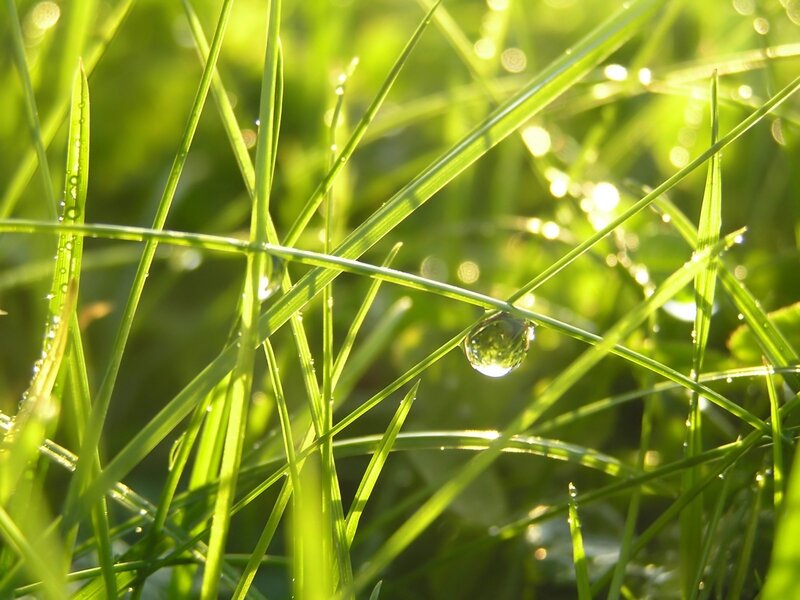 Dew on green grass
