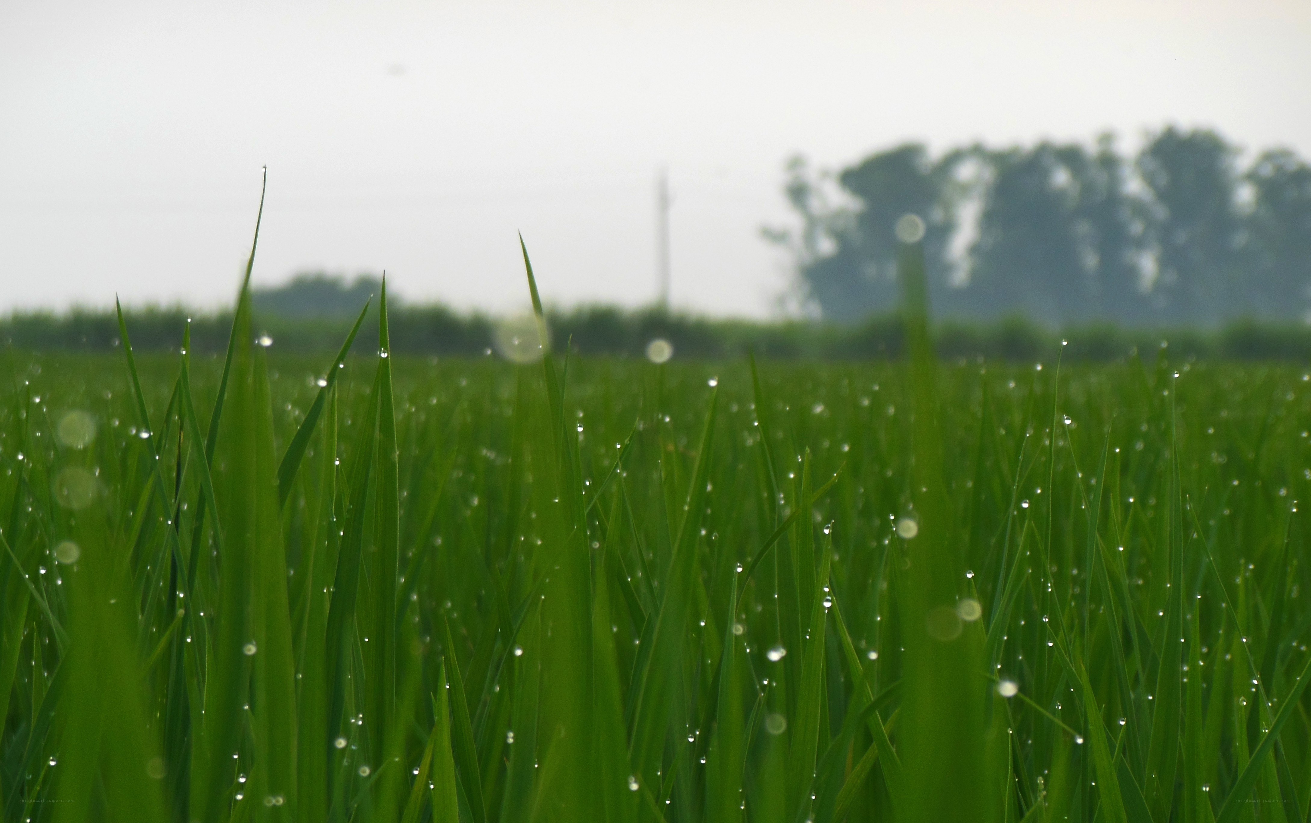 Dew on green grass