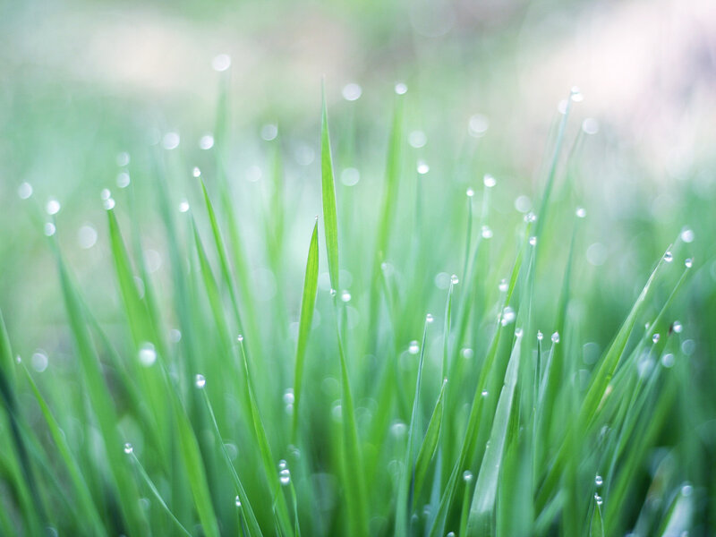 Dew on green grass