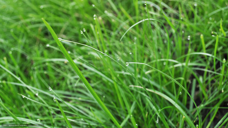 Dew on green grass