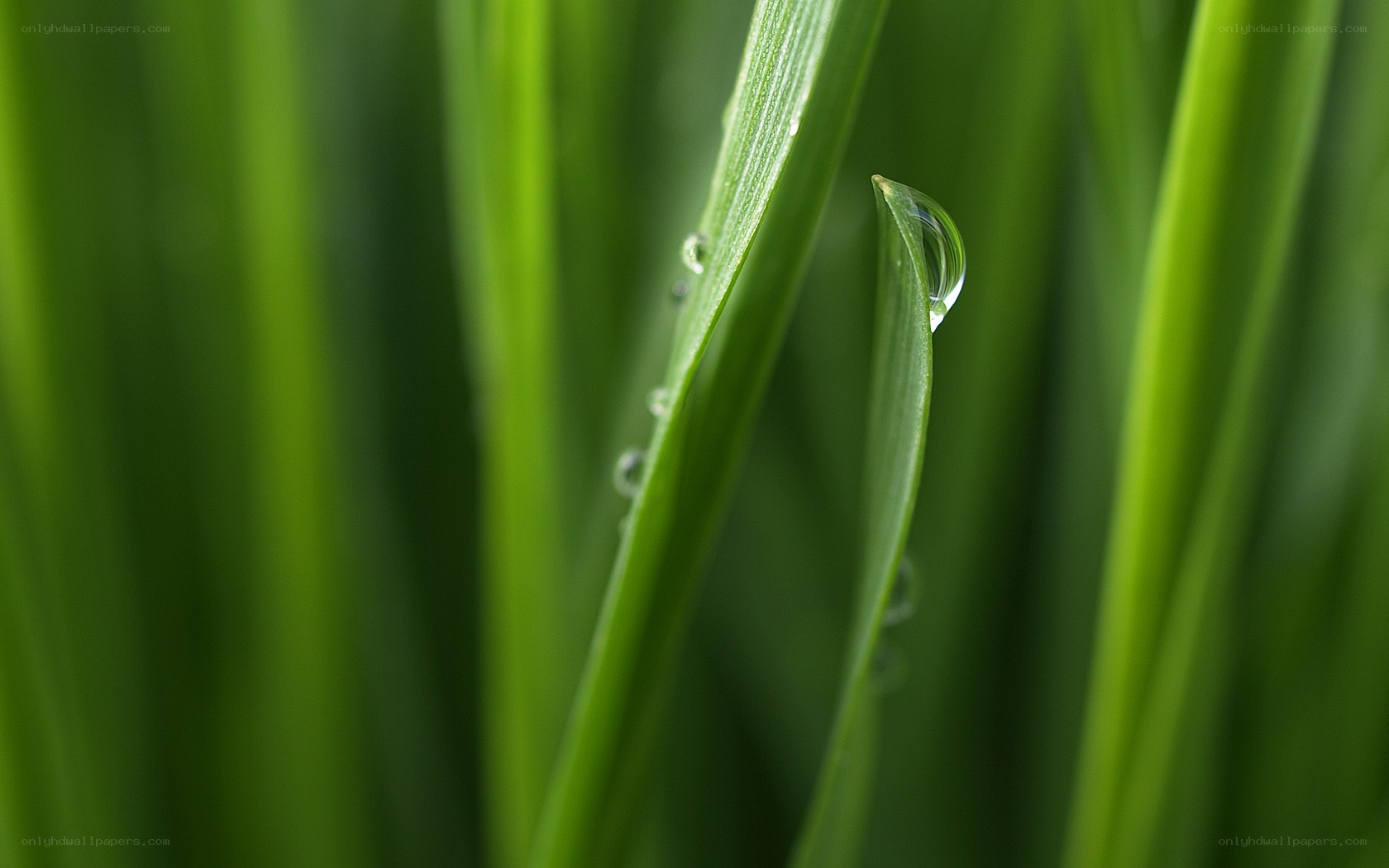 Dew on green grass
