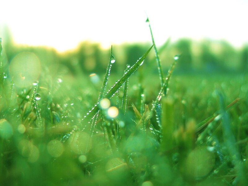 Dew on green grass