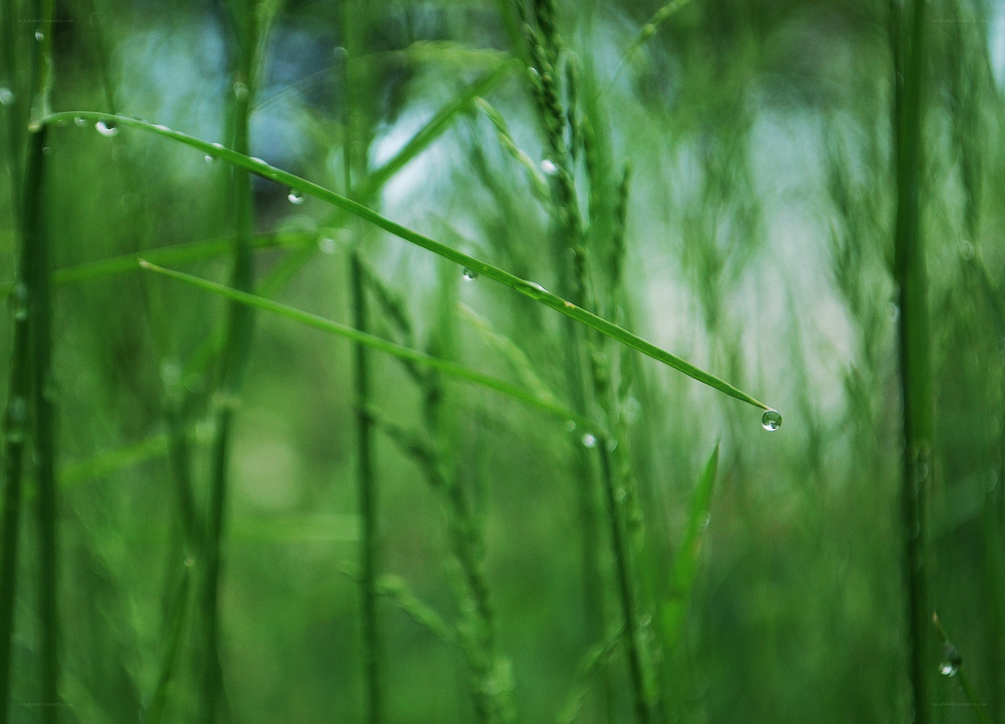 Dew on green grass