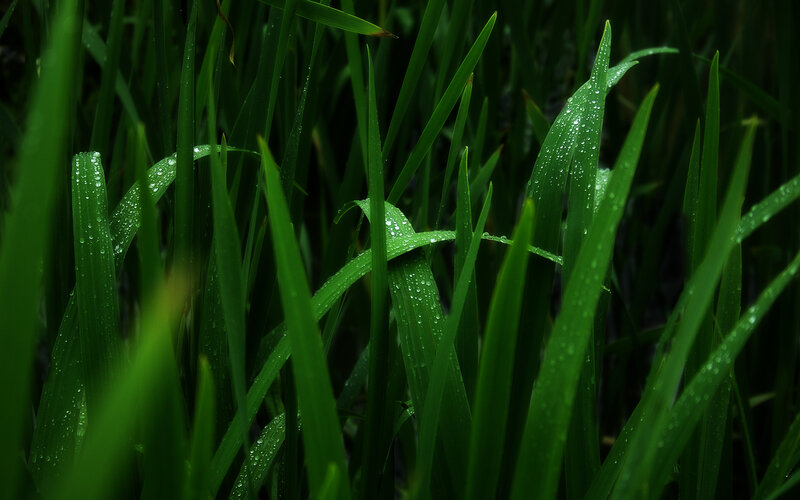 Dew on green grass blades