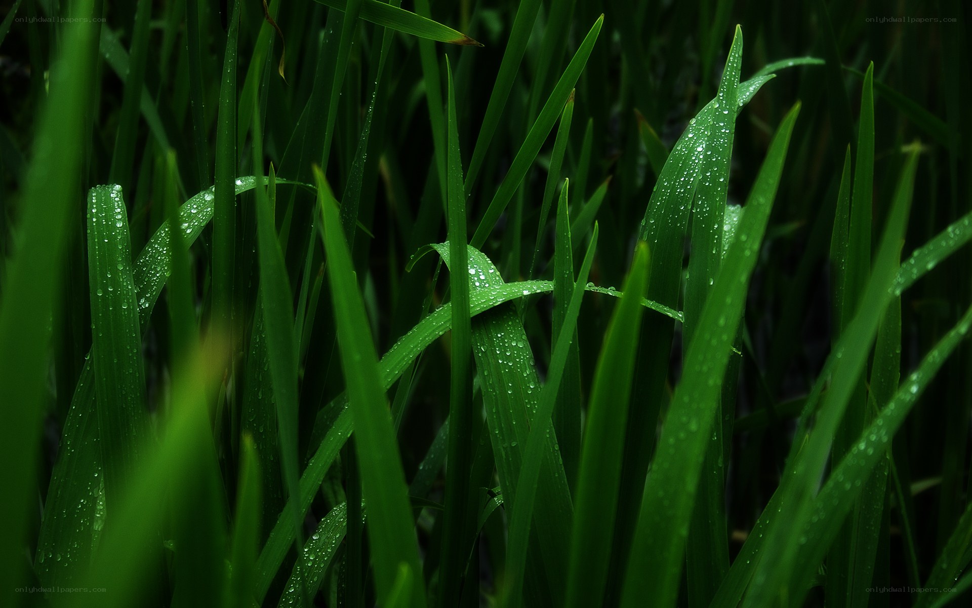 Dew on green grass blades