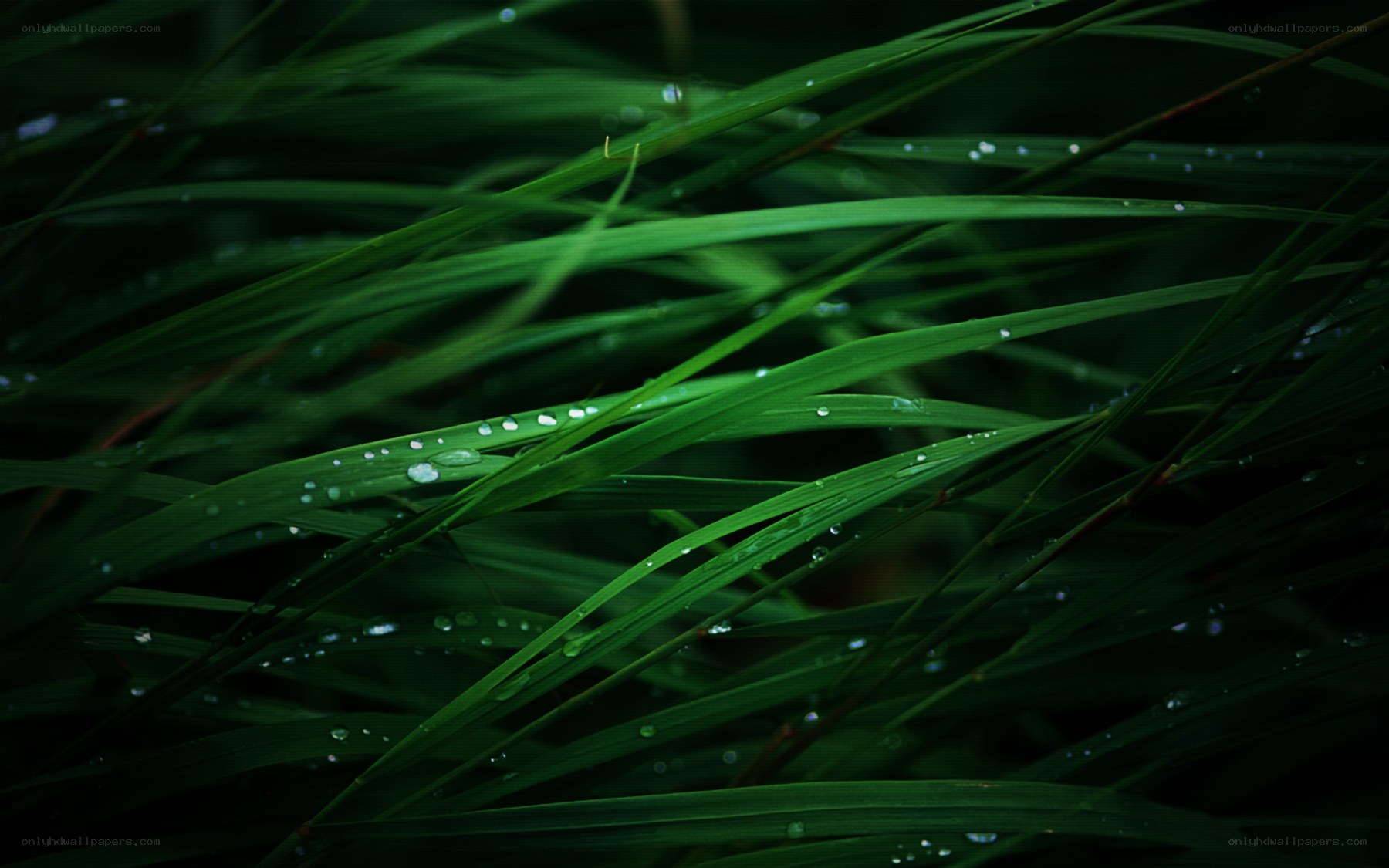 Dew on green grass blades