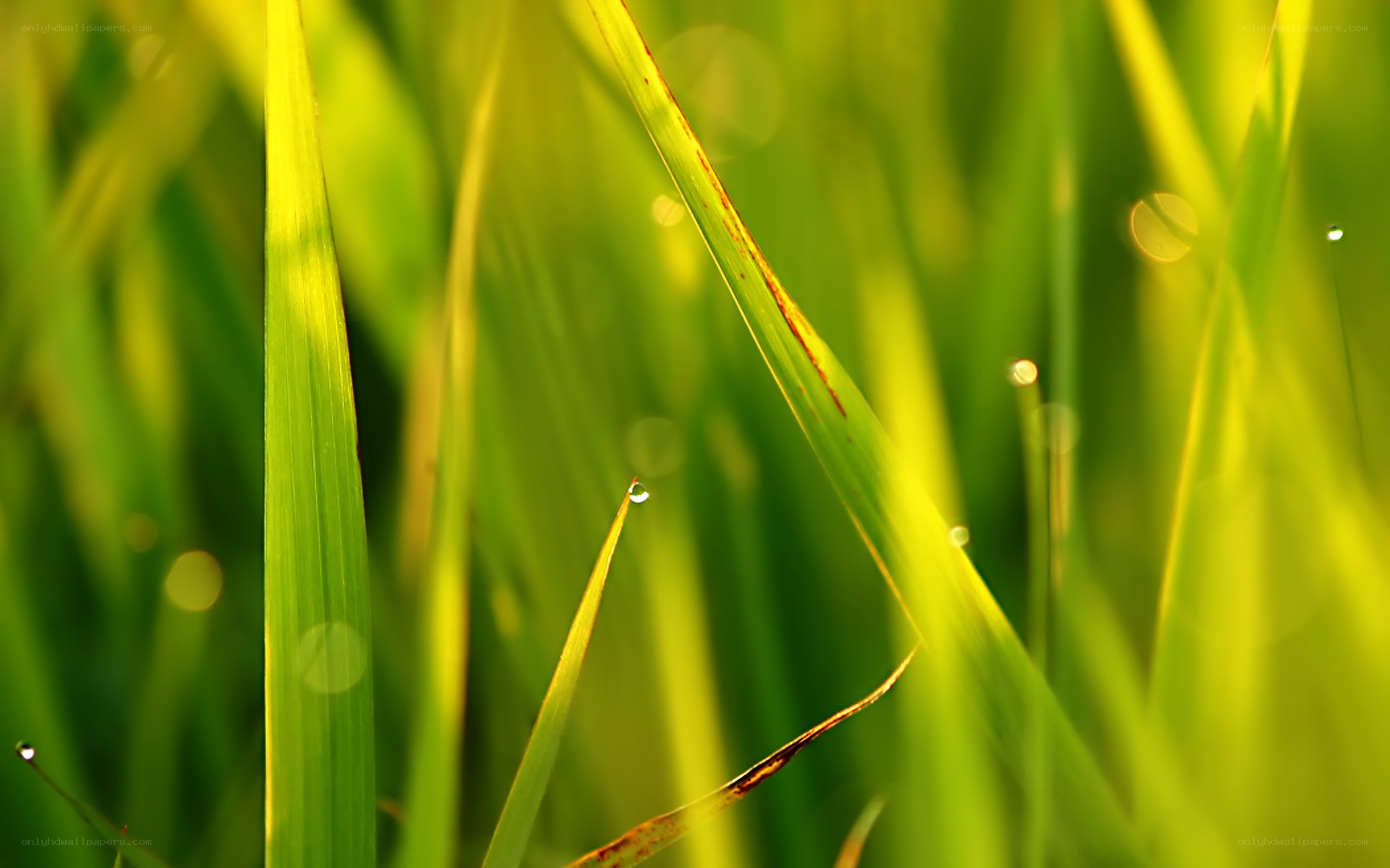 Dew on green grass blades