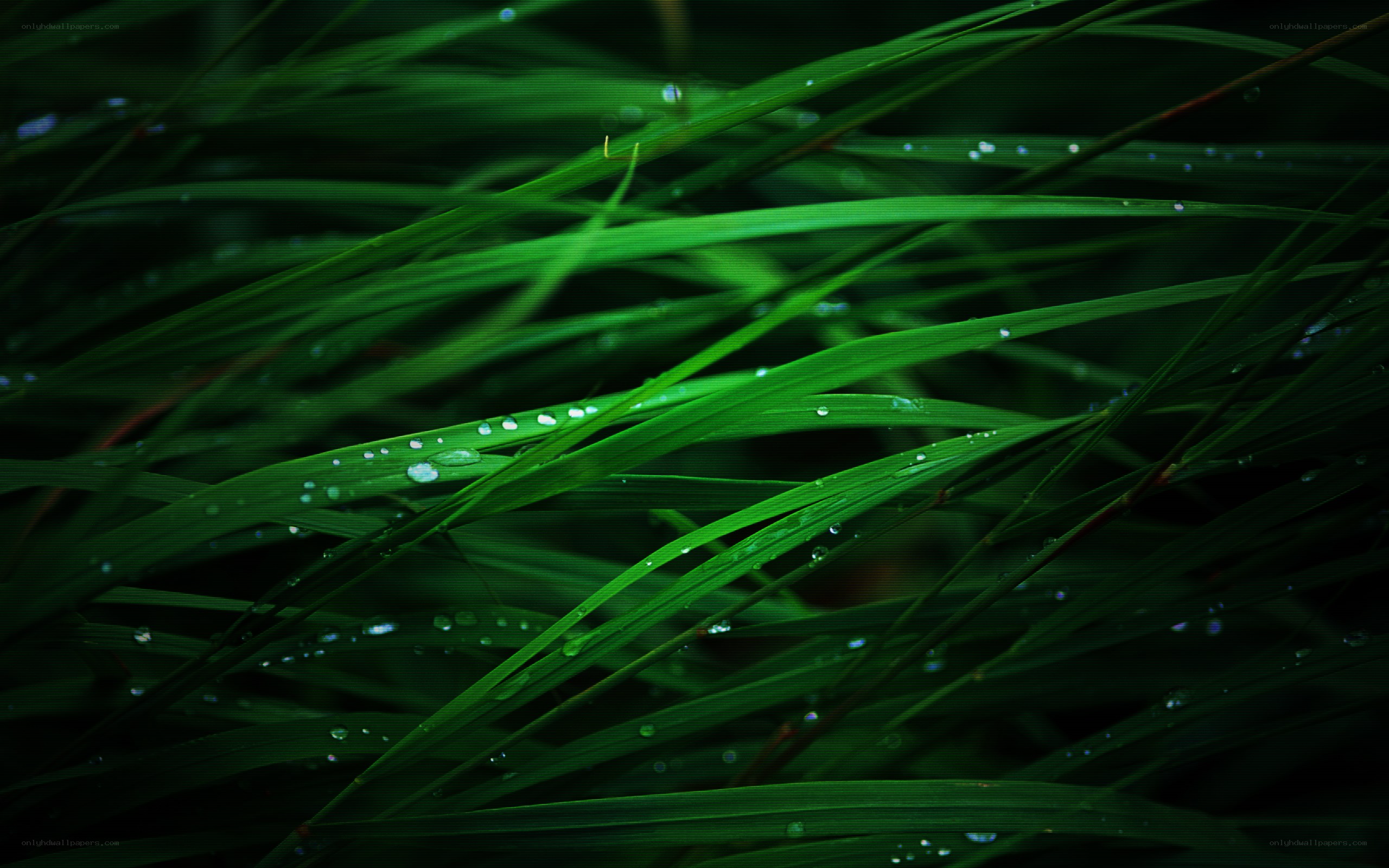 Dew on green grass blades