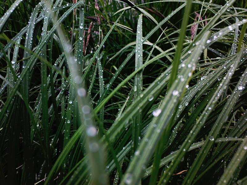 Dew on green grass blades