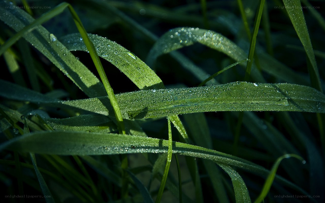 Dew on green grass blades