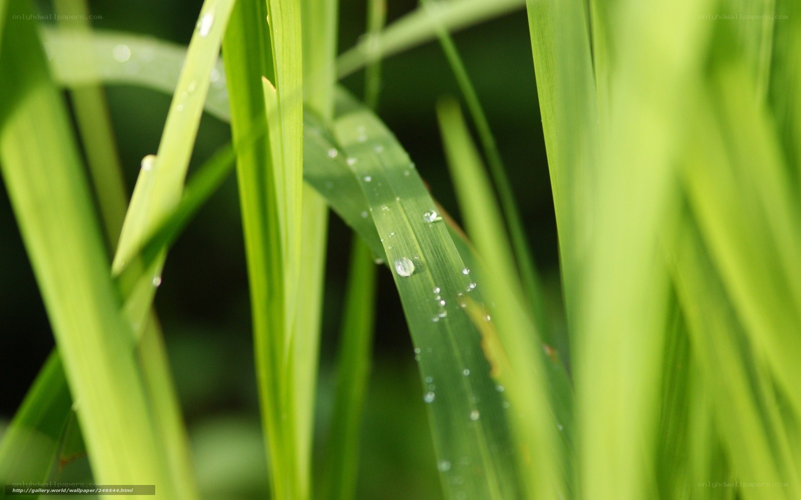 Dew on green grass leaves