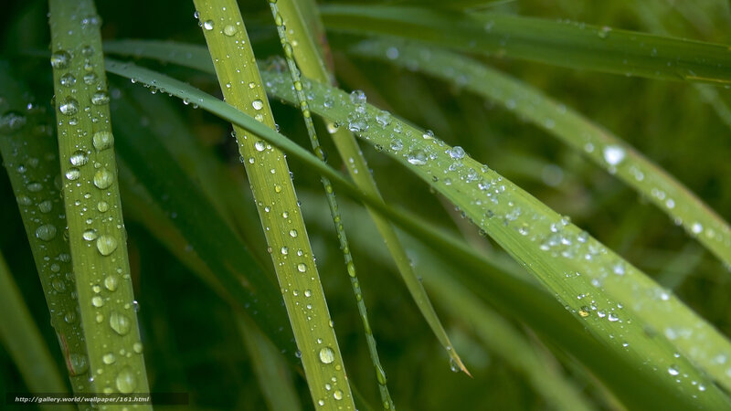 Dew on green grass